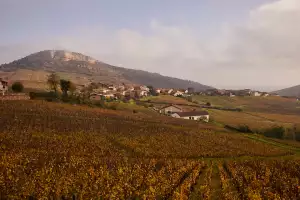 Vineyard in Burgundy Vineyard in Burgundy