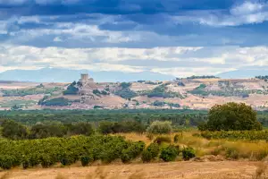 Ribera del Duero vineyard