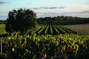 Ribera del Duero vineyard