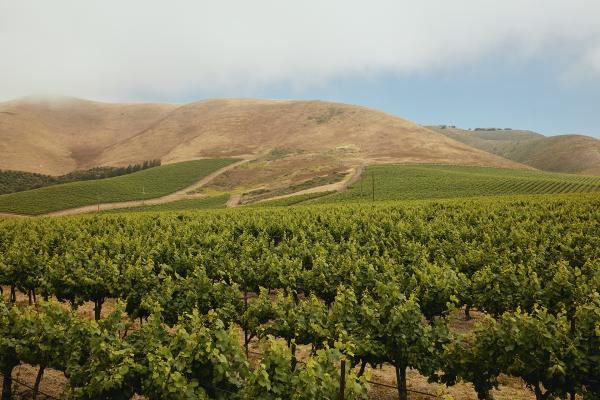 Cambria vineyards