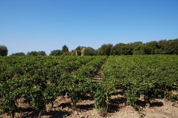 Castello di Vicarello