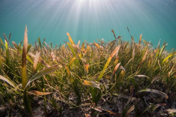Seagrass Seagrass