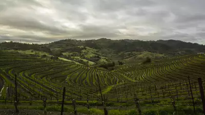 Vérité's vineyards are perfect for growing Bordeaux varietals