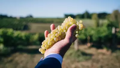 Delamain vineyard in Cognac