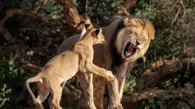 Black maned lions at Tswalu Reserve, southern Kalahari, South Africa