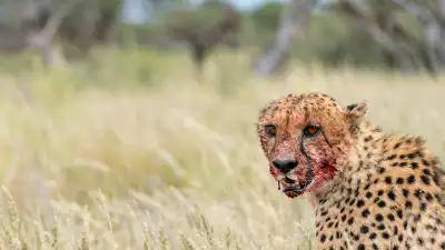 Cheetahs at Tswalu Reserve, southern Kalahari, South Africa