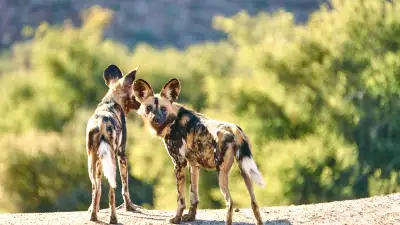 African wild dogs at Tswalu Reserve, southern Kalahari, South Africa
