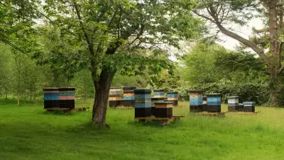 Ynyshir beehives
