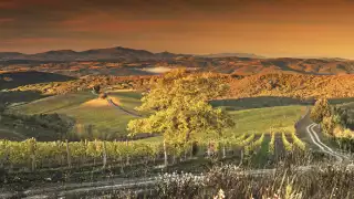 Castiglion del Bosco Vineyards