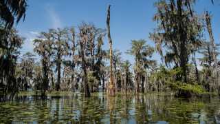 Louisiana wetlands