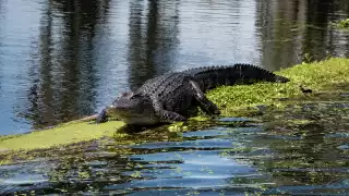 Louisiana wetlands