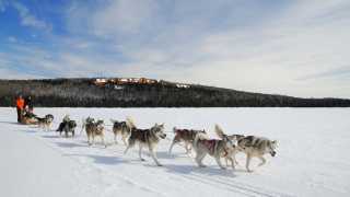 Quebec travel guide: huskies