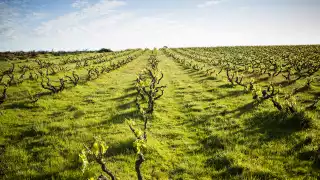 Yangarra, McLaren Vale, Australia