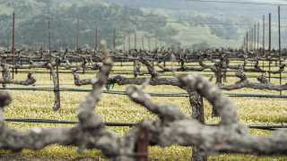 Vérité's vineyards are perfect for growing Bordeaux varietals