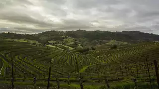 Vérité's vineyards are perfect for growing Bordeaux varietals