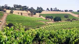 McLaren Vale vineyards owned by Penfolds