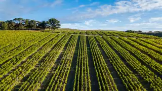 Bouchard Finlayson winery