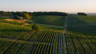 The Delamain vineyard in Cognac