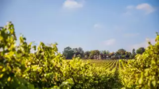 The House of Hambledon Vineyard