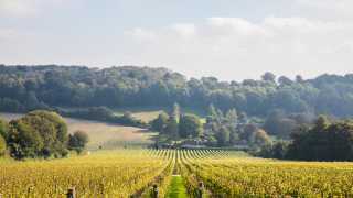Home vineyard at Hambledon Vineyard