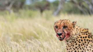 Cheetahs at Tswalu Reserve, southern Kalahari, South Africa