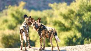 African wild dogs at Tswalu Reserve, southern Kalahari, South Africa
