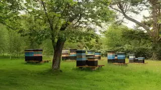 Ynyshir beehives