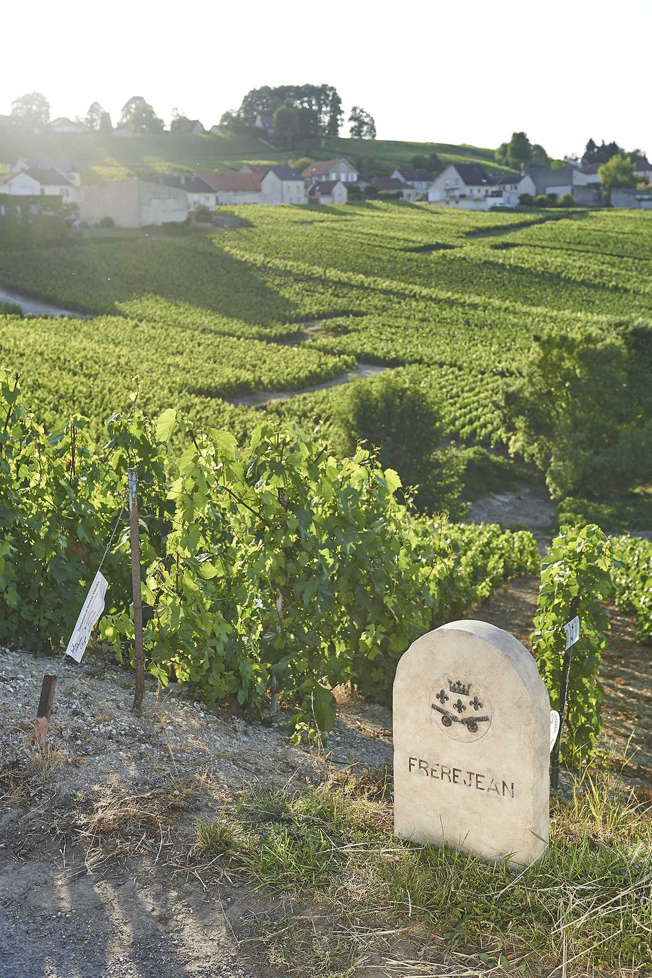 Frerejean Frères vineyards