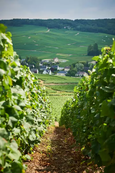 Frerejean Fr&egrave;res vineyards