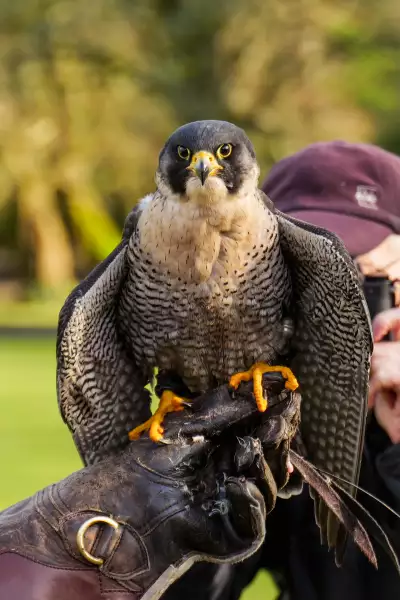 Bird of prey