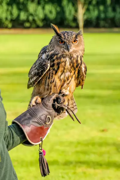 Bird of prey