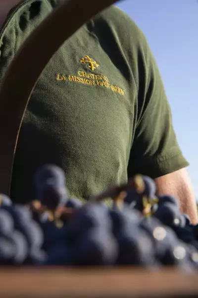 Ch&acirc;teau La Mission Haut-Brion harvest