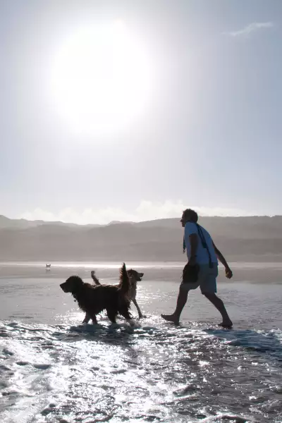 Walking dogs on Perranporth Beach