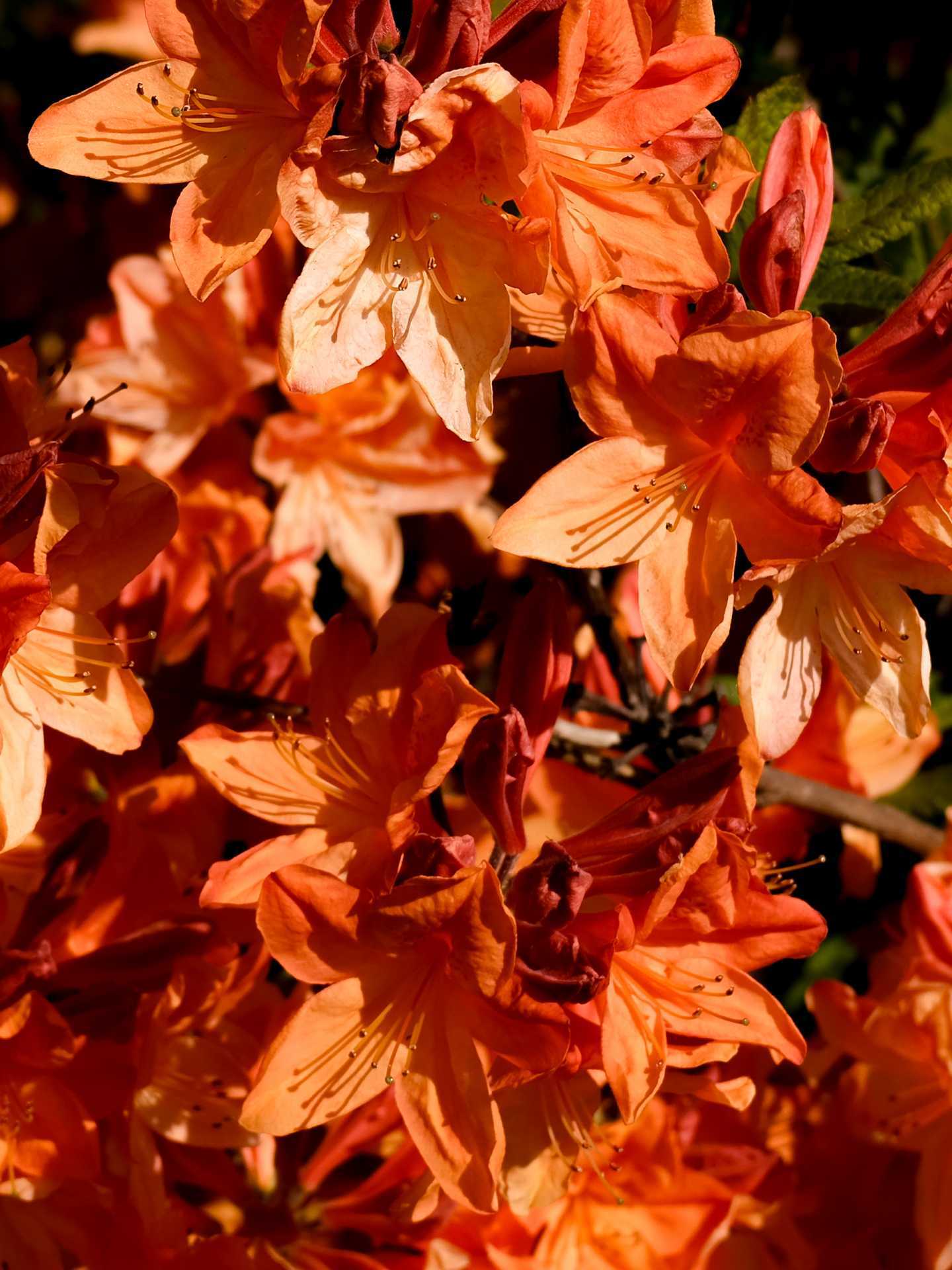 Flowers Flowers