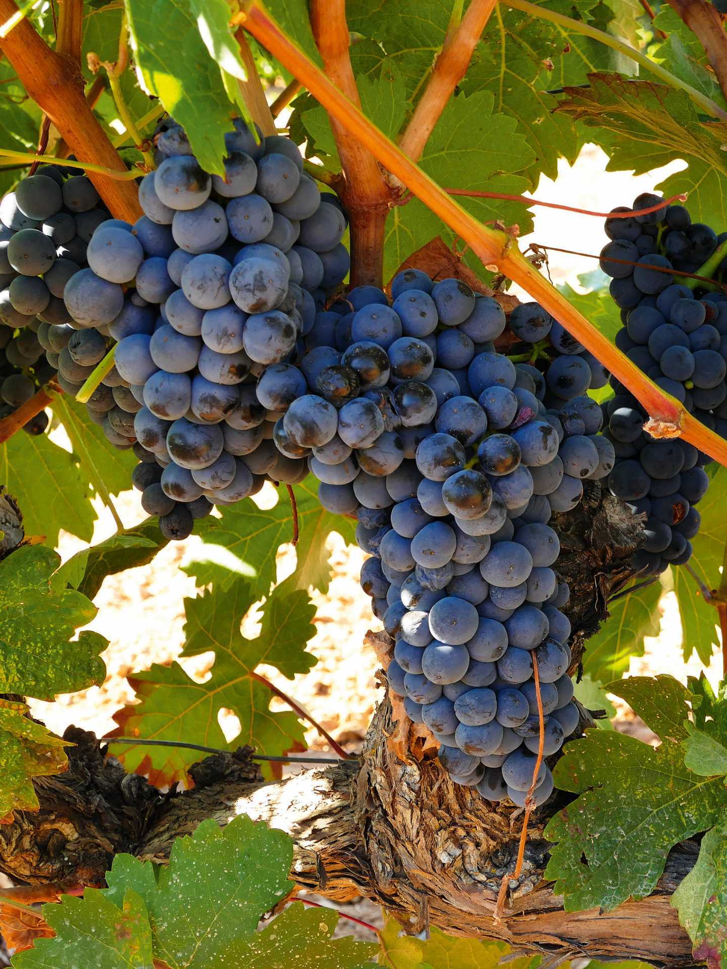Ribera del Duero grapes
