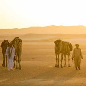 Levison Wood