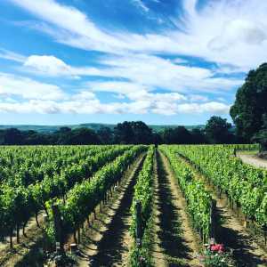 Ridgeview vineyard