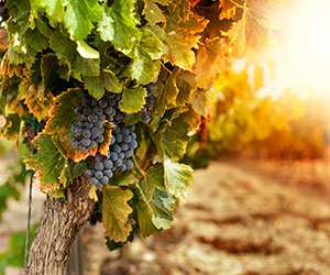 grapedebate_widget