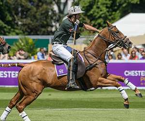 Chestertons Polo