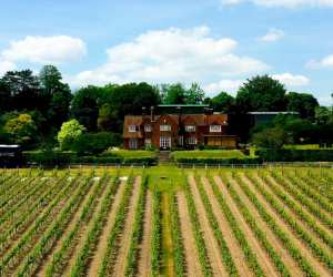 Hambledon Vineyard