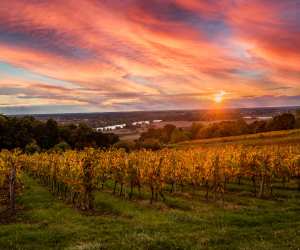 Bordeaux vineyards at sunrise