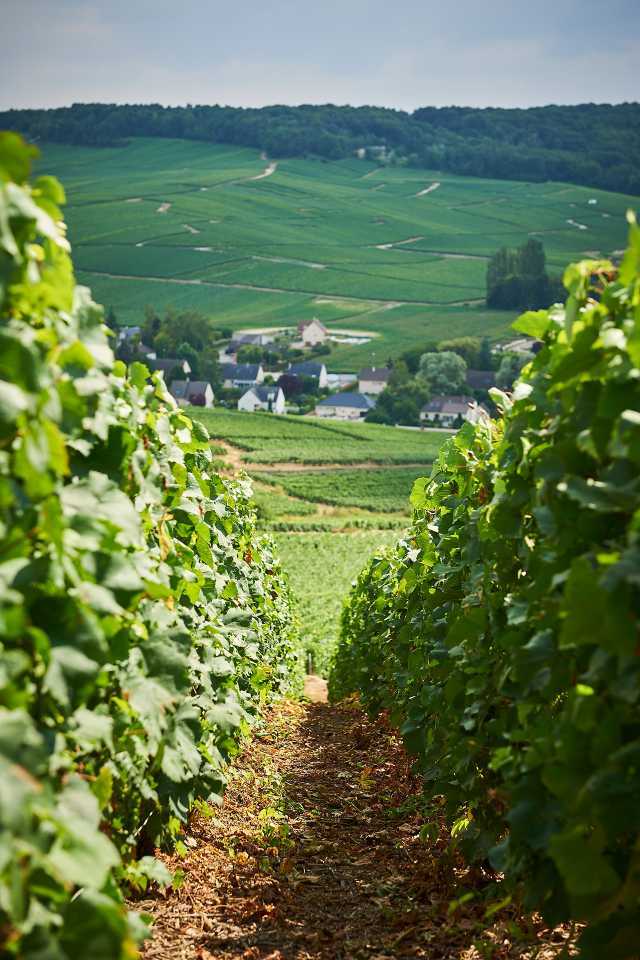 Frerejean Frères vineyards Frerejean Frères vineyards