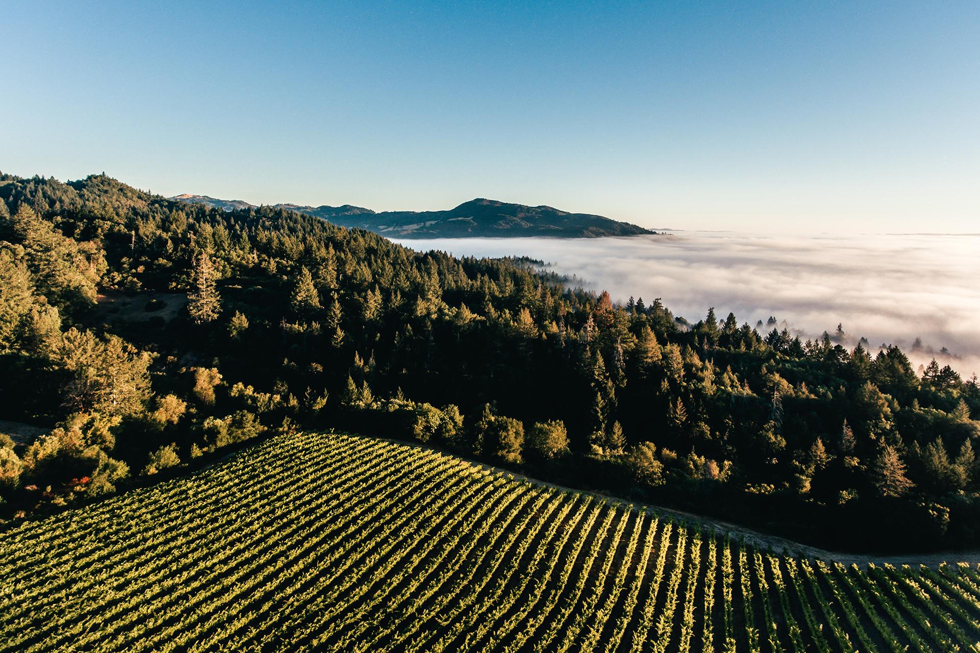 Mt Brave vineyards Mt Brave vineyards