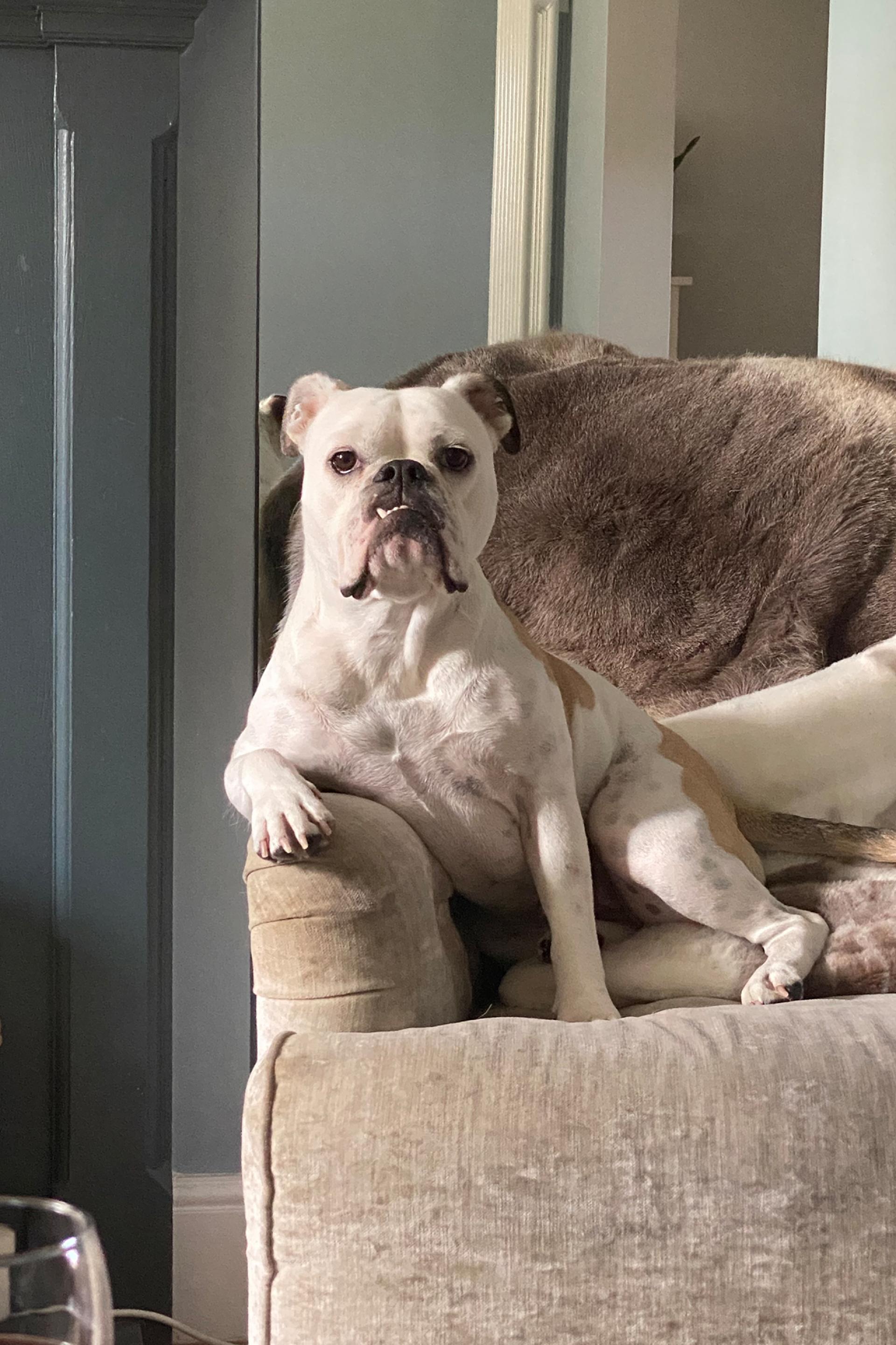 Weiss's Dog Weiss's Dog