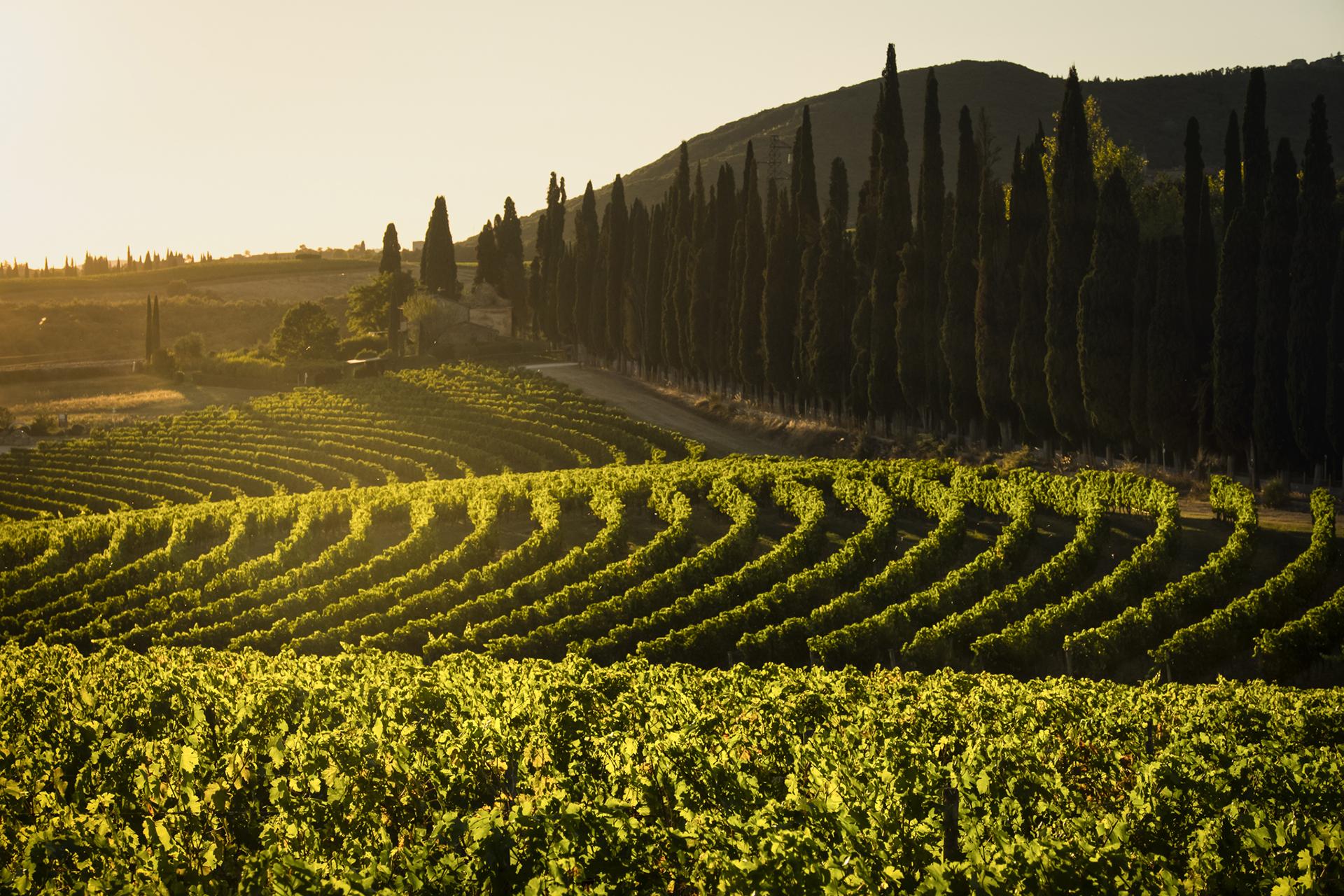 Tenuta di Arceno Vineyards at Sunset Tenuta di Arceno Vineyards at Sunset