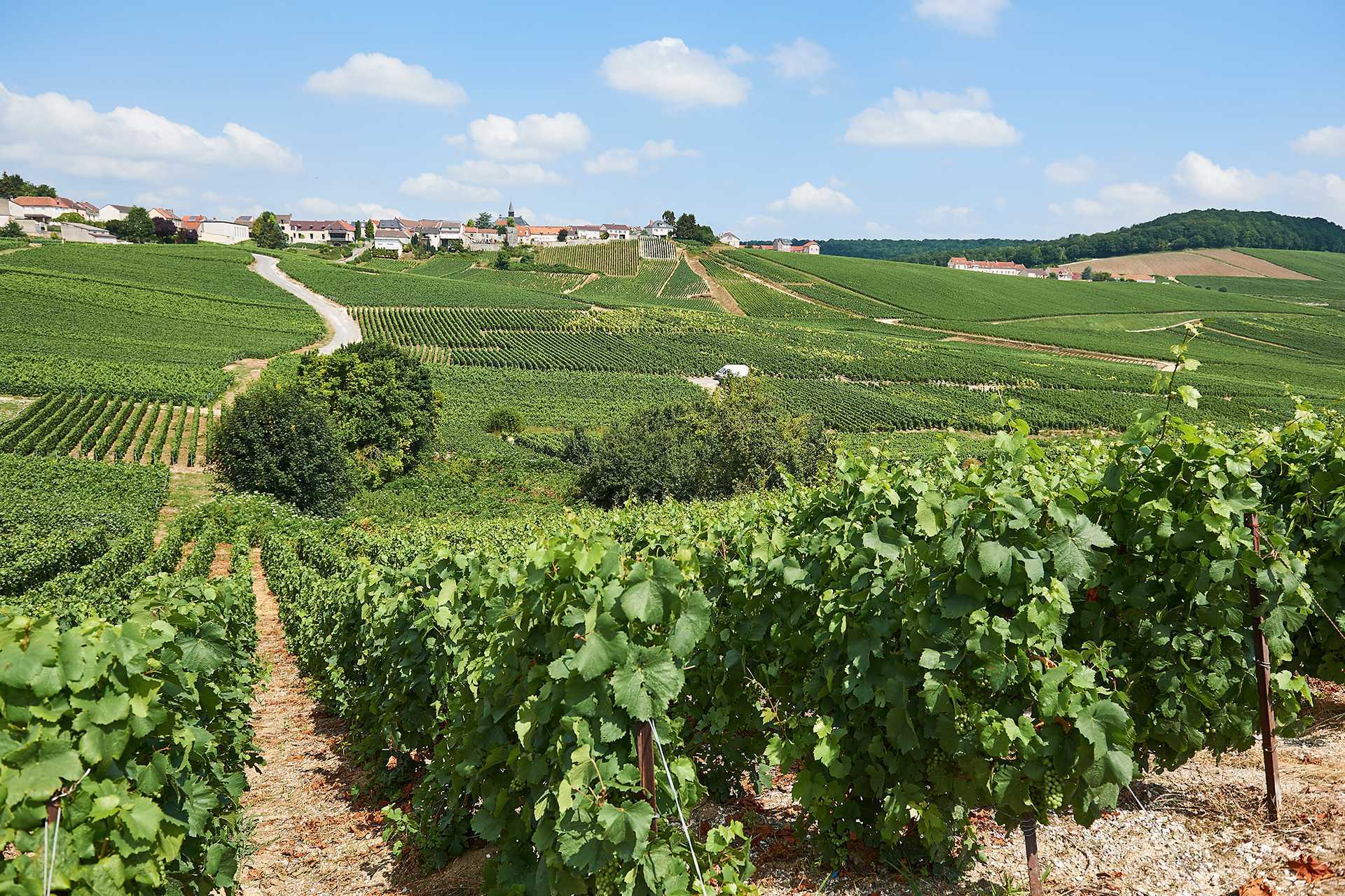 Frerejean Frères champagne vineyards Frerejean Frères champagne vineyards