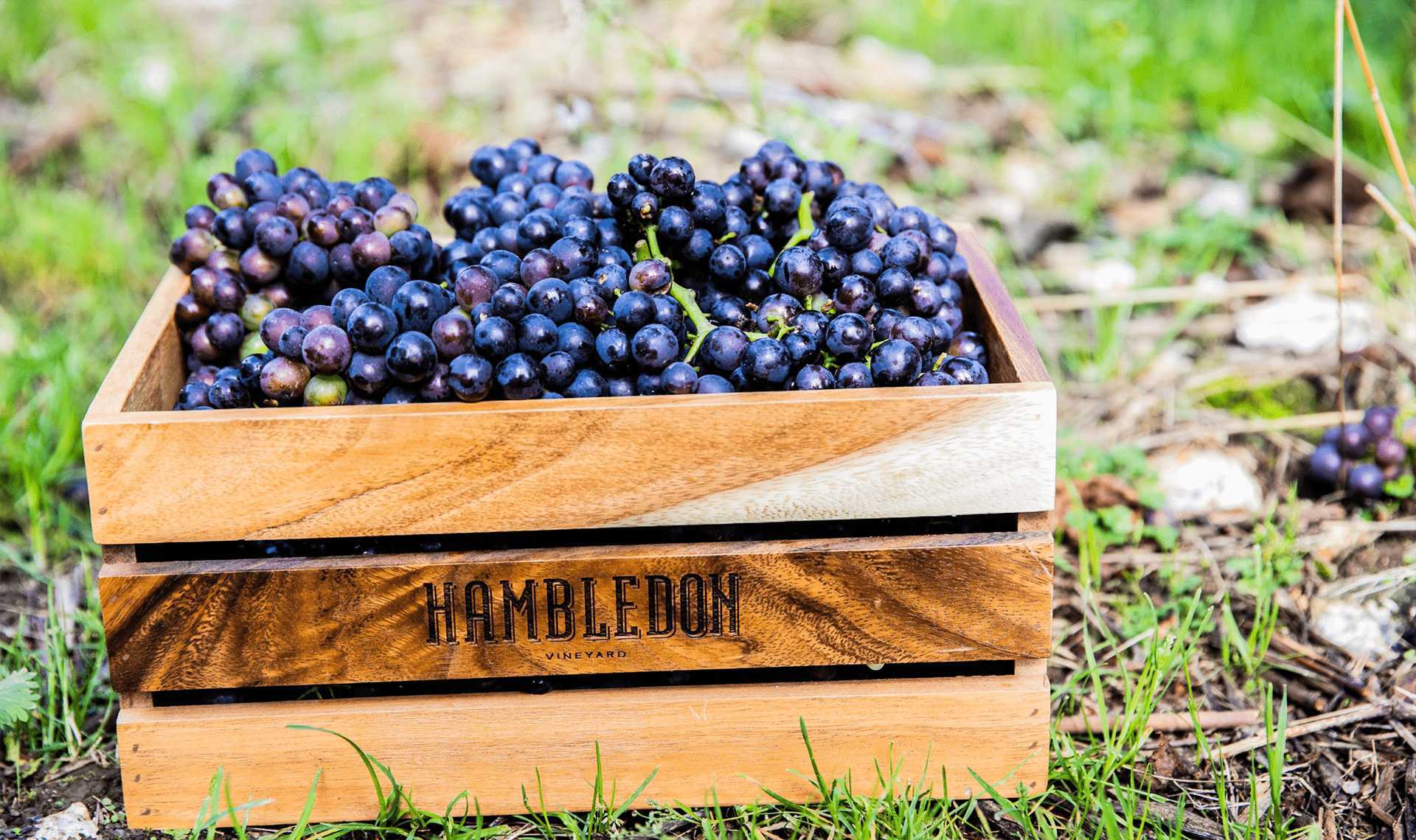 Hambledon Vineyard pinot noir grapes in a crate