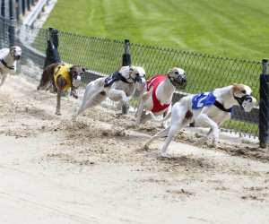 Greyhound racing