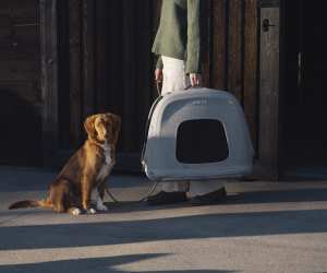 Tavo Pets