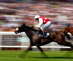 Invest in a racehorse